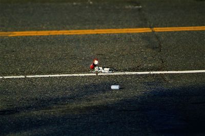 High angle view of birds on road