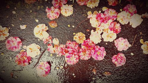 Close-up of pink flowers