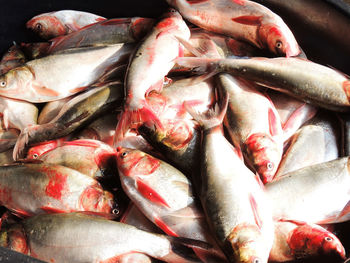 Full frame shot of fish for sale in market