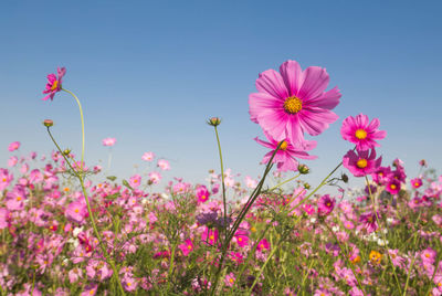 Close-up of pink cosmos flowers on field against sky