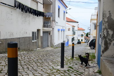 Cat on street amidst buildings in city
