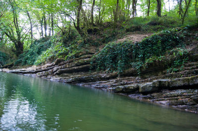 Scenic view of river stream amidst trees in forest