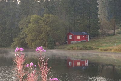 Pink flowering plants by lake