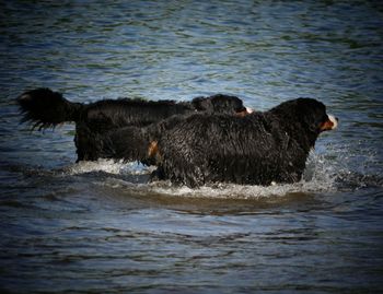 Dog swimming in river