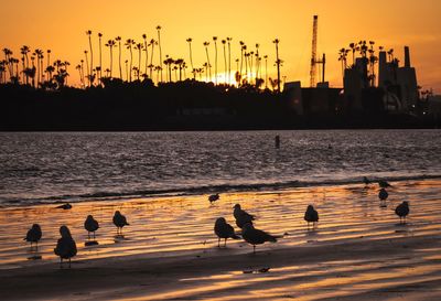 Silhouette birds on beach against sky during sunset