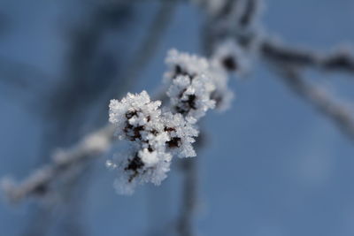 Close-up of frozen tree during winter