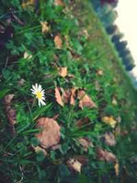 Close-up of white flowering plant on field