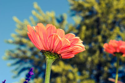 Close-up of orange flower against blurred background