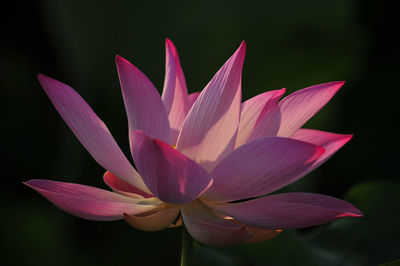 Close-up of pink water lily