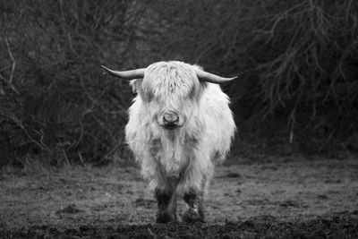 Bull black and white 