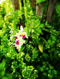Close-up of plant growing on tree