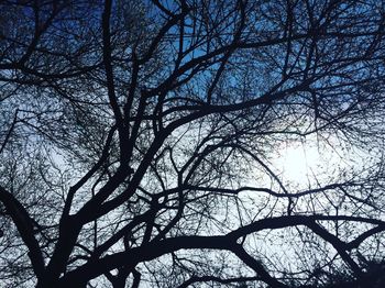 Low angle view of tree against sky