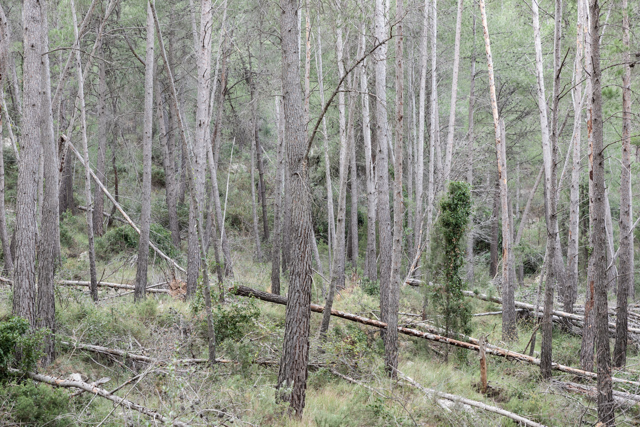 PLANTS GROWING ON LAND IN FOREST