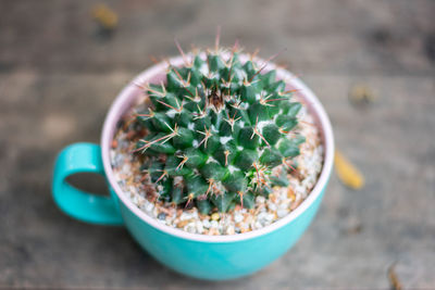 High angle view of succulent plant on table