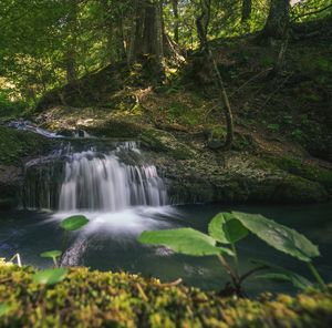 Scenic view of waterfall in forest