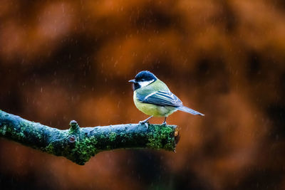 Close-up of bird perching on a tree in rain against autumn leafs