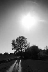 Trees on field against sky on sunny day