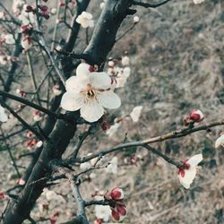 Pink flowers blooming on tree