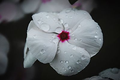 Close-up of wet purple flower