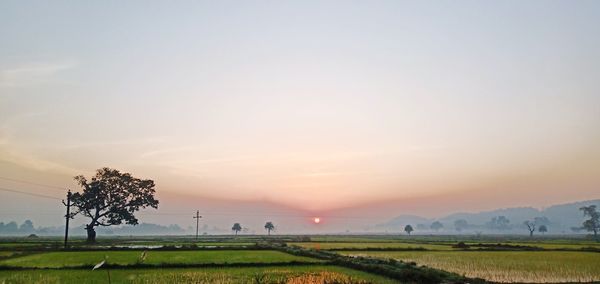 Scenic view of agricultural field against sky during sunset