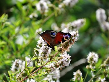 Close-up of butterfly pollinating on flower