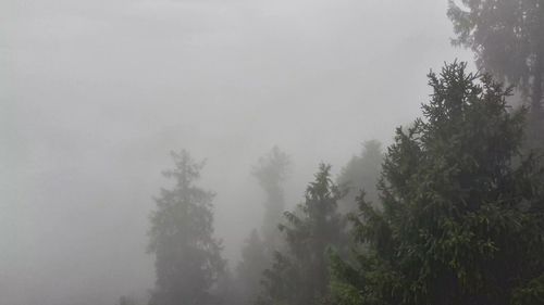 Trees in forest against sky