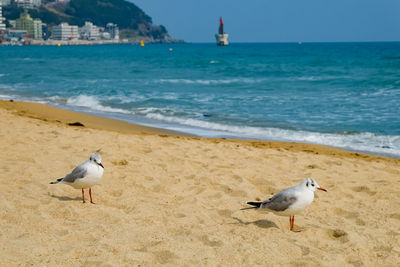 Seagulls walk in the sand on the sea