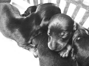 Close-up of dog sleeping