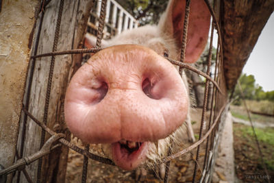 Close-up of horse in pen