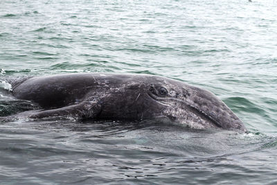 Whale swimming in sea against sky