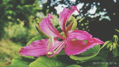 Close-up of pink flowers blooming outdoors