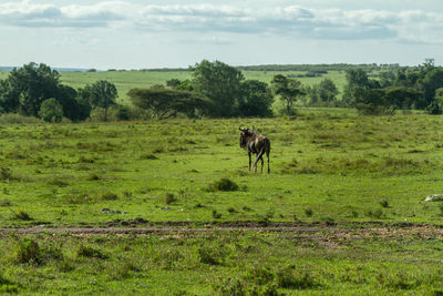 A wildebeest in a field