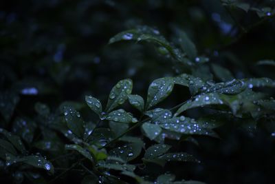 Close-up of water drops on leaves