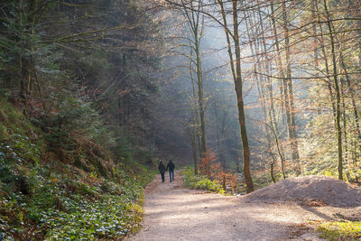 Rear view of people walking on footpath in forest