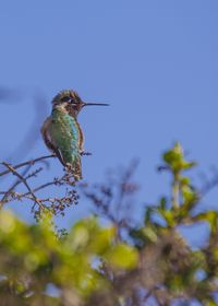 Low angle view of bird perching on tree