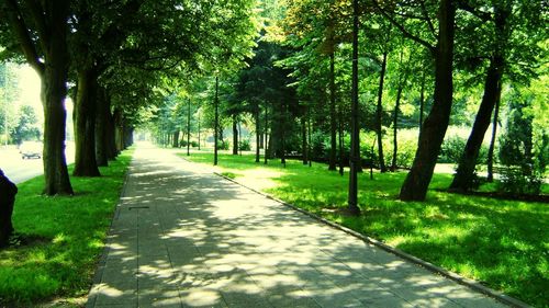 View of trees in park