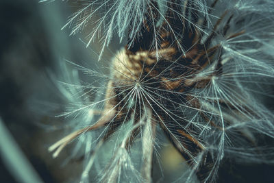 Close-up of dandelion