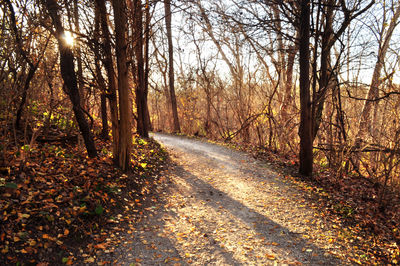 Road amidst trees in forest during autumn