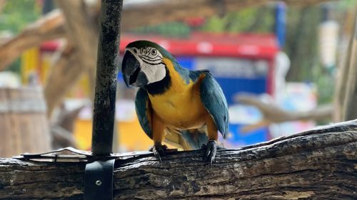 Close-up of parrot