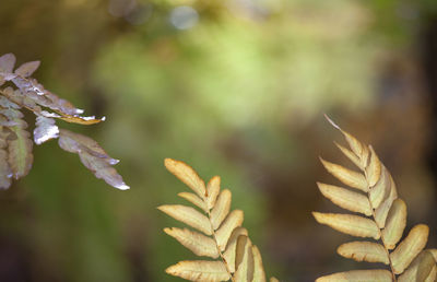 Close-up of insect on leaf