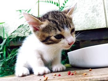 Close-up of kitten at home