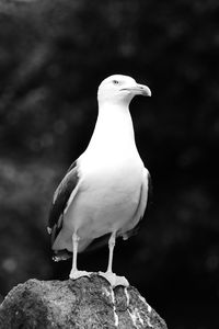 Close-up of seagull perching