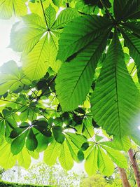 Close-up of leaves