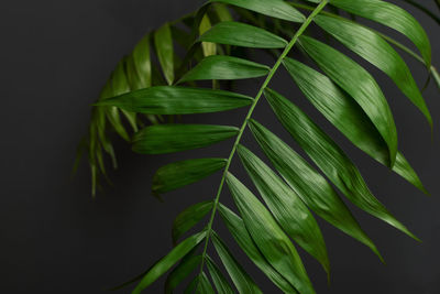 Close-up of fresh green leaves against black background