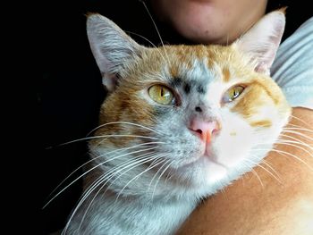 Close-up portrait of cat