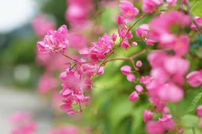 Bee hovering on pink flowers at park