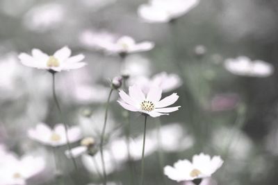 Close-up of white flowers