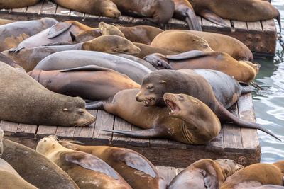 High angle view of an animal sleeping