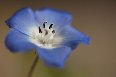 flowering plant