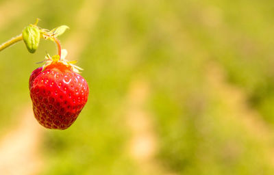 Close-up of strawberry